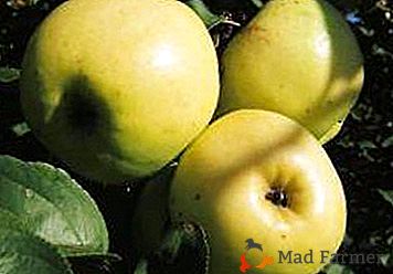 A macieira com o mesmo nome "Summer Arcade", "yellow" ou "long"