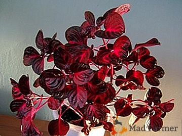 Večnamenski hišni cvet "Irezine": fotografija in opis
