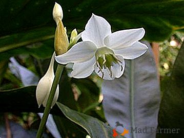 Trvalá cibulovitá rostlina Amazonská lilie (Eucharis): domácí péče, foto, transplantace a reprodukce