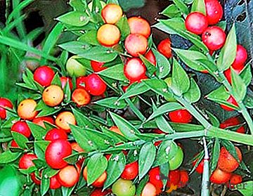 Un feuillage persistant vivace de la famille des asperges ou des liliacées - Iglica (Ruscus)