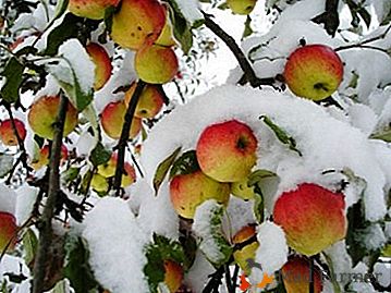 Variedade de variedades de macieiras para cultivo nos Urais: inverno e início, colonial e anão