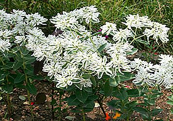 Euphorbia bordered (Euphorbia marginata) - jak rostou ze semen ve vaší zahradě?