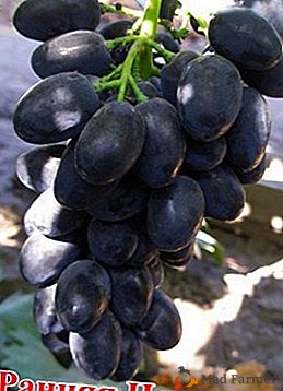 Uma variedade de uva jovem e muito popular "Hope Early"