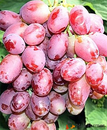 Una variedad joven y prometedora - uvas de Libia
