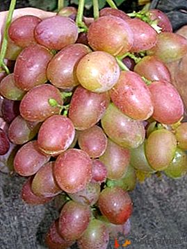 Młoda i obiecująca odmiana - winogrona "paryskie"