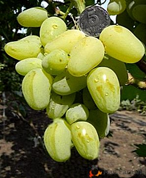 Um jovem mas interessante "Gordei" é uma variedade de uva híbrida ultra-precoce
