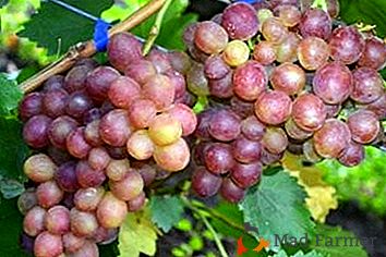 Une jeune variété pour ceux qui aiment le messager - raisins "Rosmus"