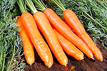 Моркови за съхранение за зимата: как да се режат и правилно събрани?