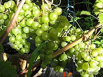 Varietà di uva medicinale resistente al gelo e "Krasa Severa"