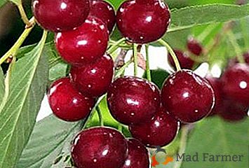 Мразоустойчив и извличащ вид Буш Cherry Shchedrai