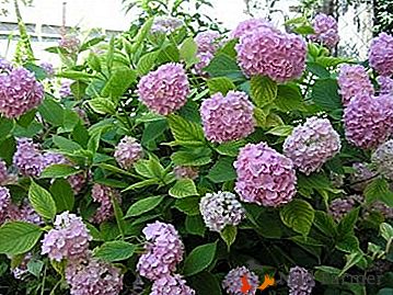 Odporna proti zmrzali raznolikost hortenzije z velikimi listi: sajenje in oskrba, fotografije in navodila za zatočišče za zimo