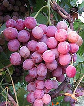 Морозостійкий сорт винограду з прекрасним смаком - Рожевий Фламінго