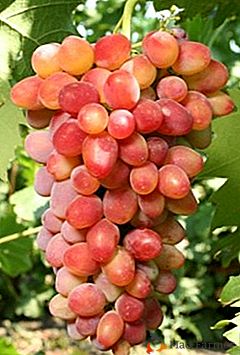 Variedad de uva light-fruit resistente a la congelación "Arochny"