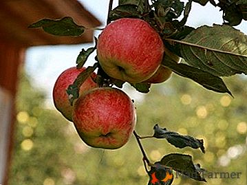 Mrazuvzdorné záhradné jablko typu "Marina"