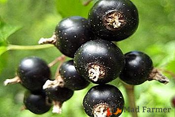 Varietà di ribes nero resistente al gelo Bagheera