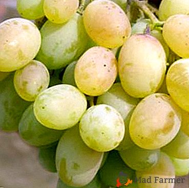 Mrozy odporne na winogrona Svetlana: opis odmiany i zdjęcia