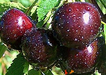 Resistência ao gelo, excelente sabor a fruta e bom rendimento - variedade de cerejas Hope