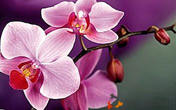 Può un'orchidea causare allergie? I sintomi della malattia e le modalità di trattamento