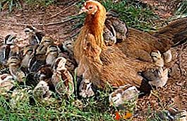Pode evoluir para raquitismo avitaminose D em frangos
