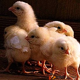 Peut entraîner des perturbations dans les processus métaboliques de l'avitaminose K chez les poulets