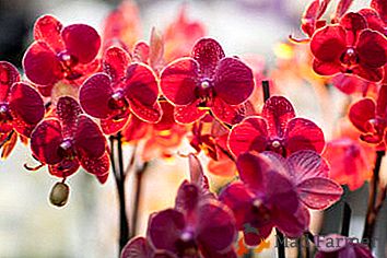 ¿Es posible mantener una orquídea en un apartamento: es venenosa o no, qué beneficio y daño le brinda a una persona?