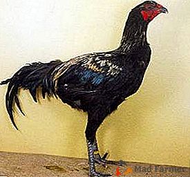 Aspecto sombrío y carácter gruñón: las características distintivas de los pollos son Lutticher