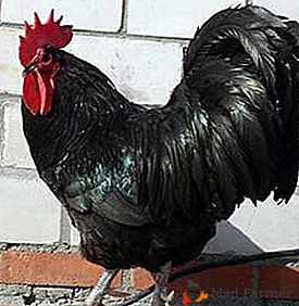 La carne si riproduce con le qualità di una buona gallina Australorp Black