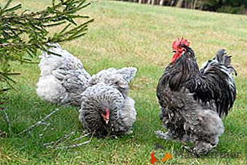 Месо пилета от синьо Кочин: произход, съдържание и развъждане