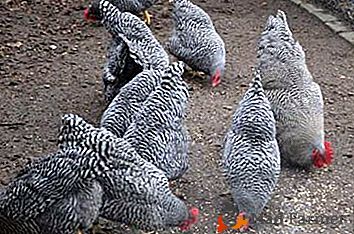 Mięso-jaja z kurczaka Amrox: opieka bez kłopotów