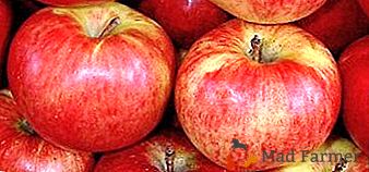 Národný symbol a hrdosť Kazachstanu - jablkový jablkový kultivar Aport