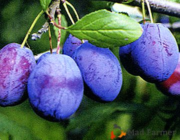 La note fiable pour le jardin russe est la prune "Blue Gift"