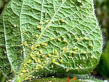 Нашествие на листни въшки: как да се справим с вредители върху краставици?