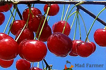 Dulceața reală a fructelor timpurii este Cherry Desert Morozova