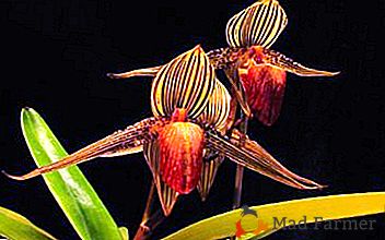 Um verdadeiro milagre - uma orquídea dourada: descrição, foto e cuidado