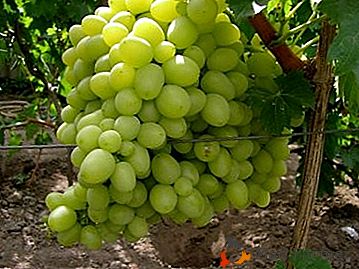 Справжній скарб - білий виноград сорту «Ланселот»