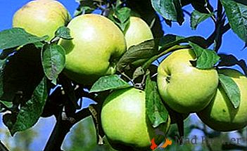 Una decoración real para su jardín es un manzano de la variedad Lubava