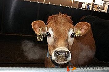 Pravi utelešenje kmetovega sanja je krava pasme Jersey