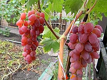 O verdadeiro presente dos deuses é as uvas "King Ruby"