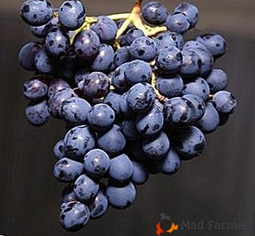 Un vrai trésor pour le fermier est le raisin de "Violet Early"