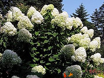 Ne laissez pas les hortensias du jardin geler! Comment couvrir un hortensia pour l'hiver?