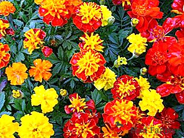 Nejen květinové záhony, ale i léčitel! Marigolds - léčivé vlastnosti, lidové recepty, kontraindikace