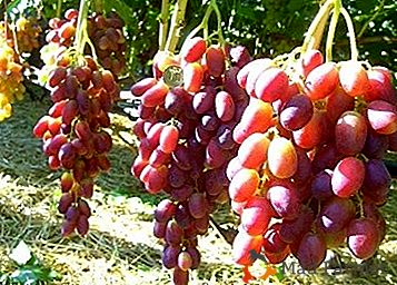 Não uvas, mas o tesouro - a variedade "Pereyaslavskaya Rada"