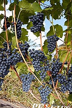 Niemieckie winogrona o doskonałej odporności - "Regent"