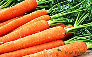 La température nécessaire pour stocker les carottes: l'importance des degrés, la différence entre les variétés et d'autres nuances