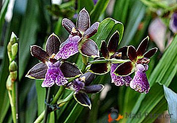 Orchidea Zigopetalum insolita e sorprendente