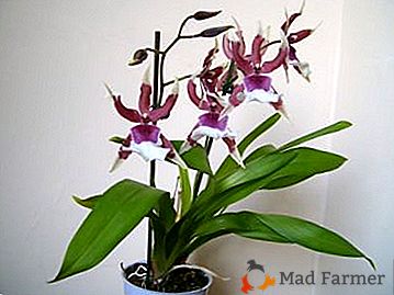 A orquídea incomum de Cumbria - sua sub-tart, as características do cuidado em casa