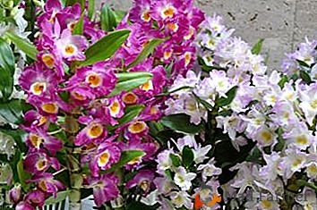 Orchidee insolite dalla Cina - come coltivare un bel fiore dalle sementi a casa?