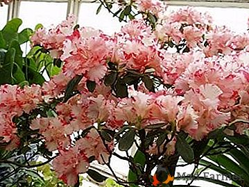 El extraordinario esplendor de la floración de Rhododendron Schlippenbach: fotos y crecimiento a partir de semillas