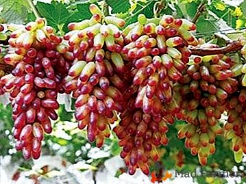 Незвичайний сорт винограду родом з Японії - «Манікюр Фінгер»