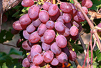 Extraordinariamente sabrosa variedad con alto rendimiento - uvas Victoria